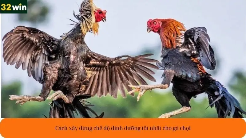 Cách xây dựng chế độ dinh dưỡng tốt nhất cho gà chọi