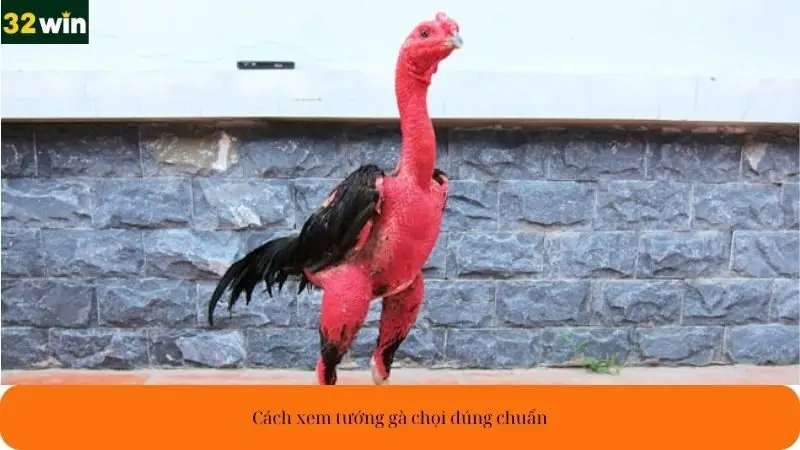 Cách xem tướng gà chọi đúng chuẩn