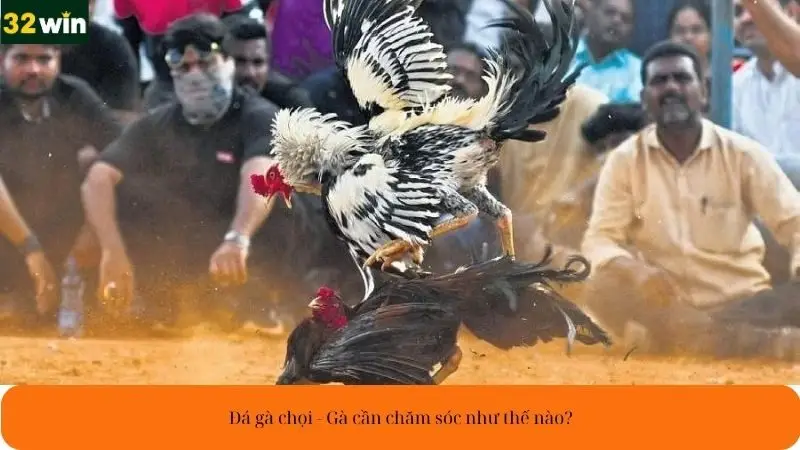 Đá gà chọi - Gà cần chăm sóc như thế nào