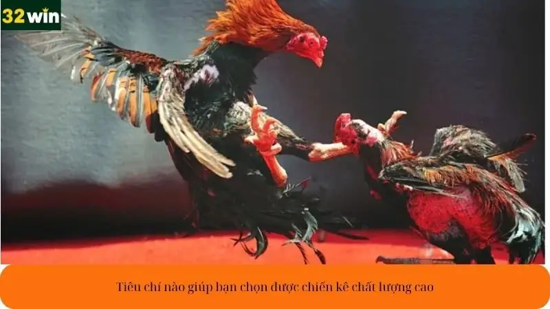Tiêu chí nào giúp bạn chọn được chiến kê chất lượng cao